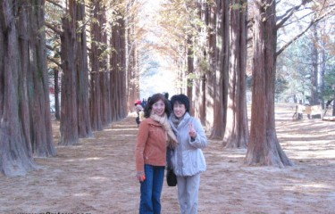 メタセコイヤの並木通りのナミ島！ヨンさまが好きだったですが今は他の人がお好きになったそうです。＾!＾＠＠