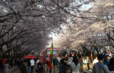 2016年度、鎮海（ジンへ）軍港祭りツアー。町全体が桜・桜・桜・・・でした。＾＾桜