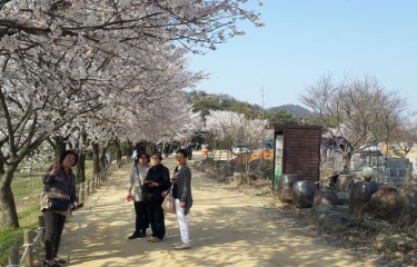 桜が満開の安東日帰りわがままツアー。