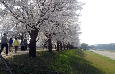 桜が満開の安東河回村の桜並木道の景色をお届け致します。